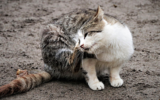 Giżycki samorząd dokarmia bezpańskie koty. Każdy może przyjść po darmową karmę